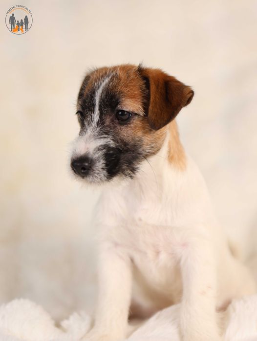Jack Russell Terrier ZKwP FCI
