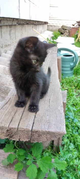 Віддамо гарних кошенят в хороші руки!