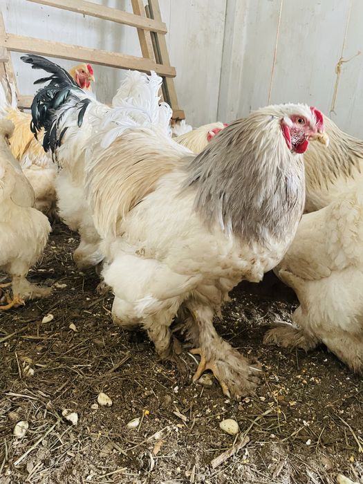 Koguty Brahma  Duze zdrowe