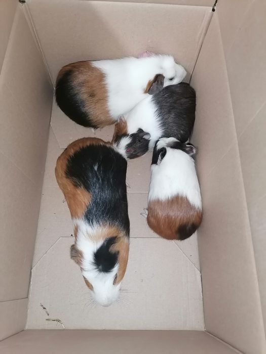 Świnki morskie młode