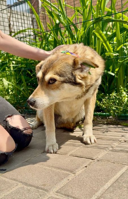 Собачка Мальва шукає людину