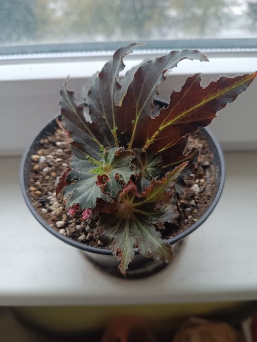 Бегонія фламенко