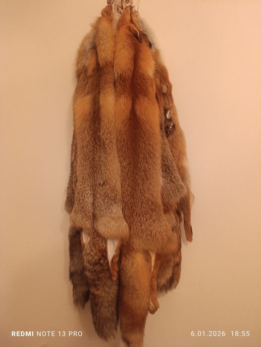 Skóry z lisa rudego