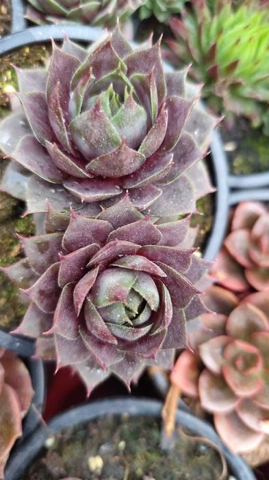 Suculentas com grande variedade