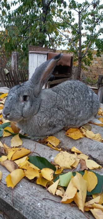 Продам племенных королей разных пород от 200грн/мес