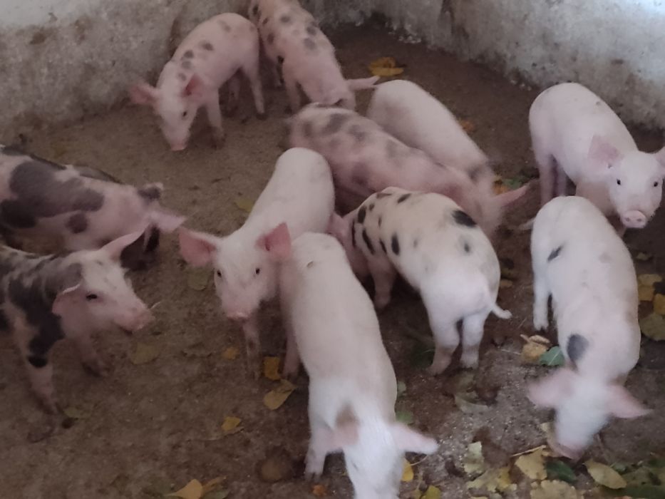 Продаються поросята