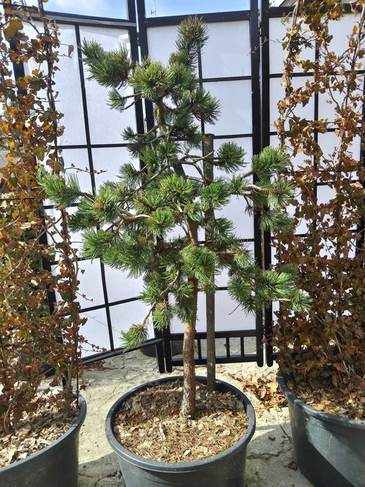 Sosna oscista, pinus aristata