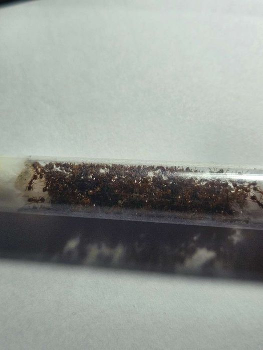 Kolonia Myrmica Sp. 8Q+800w