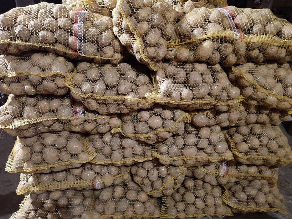 Ziemniaki jadalne żółte Jurek.