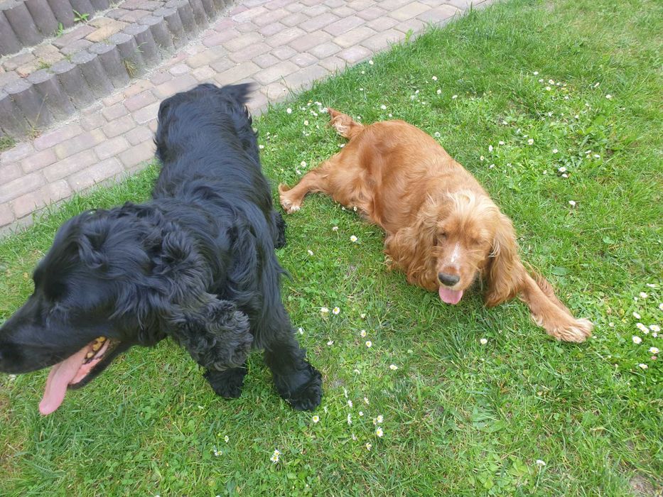 Cocker Spaniel piesek Dyzio