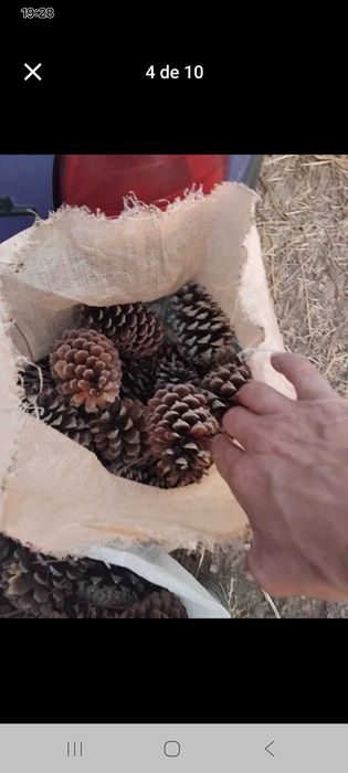 Pinhas para venda