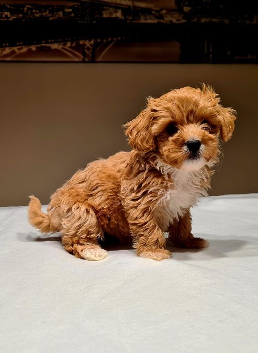 MALTIPOO * Dziewczynka * Red * HYBRYDA *( Maltańczyk & Pudel toy)*