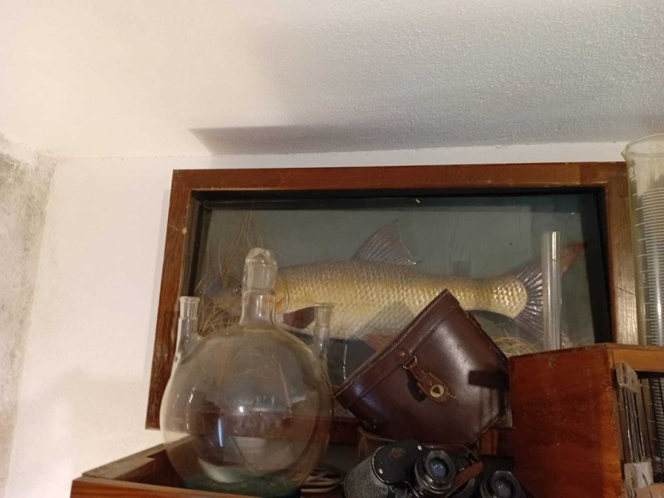 Peixe antigo em resina com moldura de vidro,