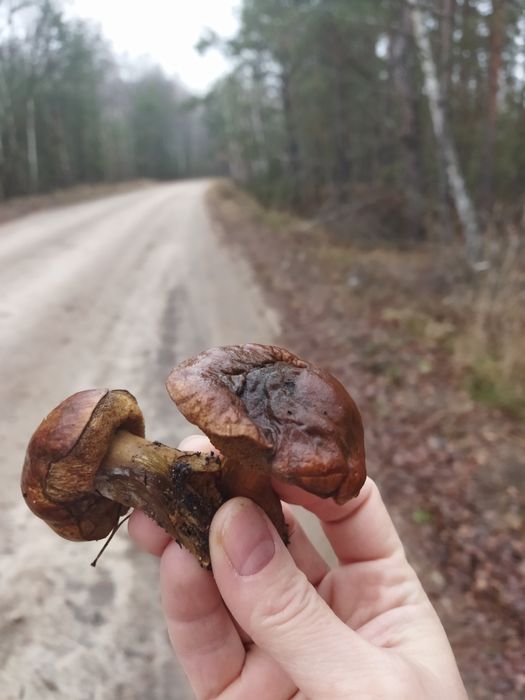 Продам дачу в СТ Деснянка з грубою і колодязем