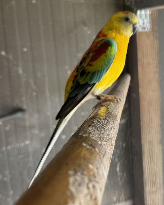Red Rumped Laranja foto ano 2022.