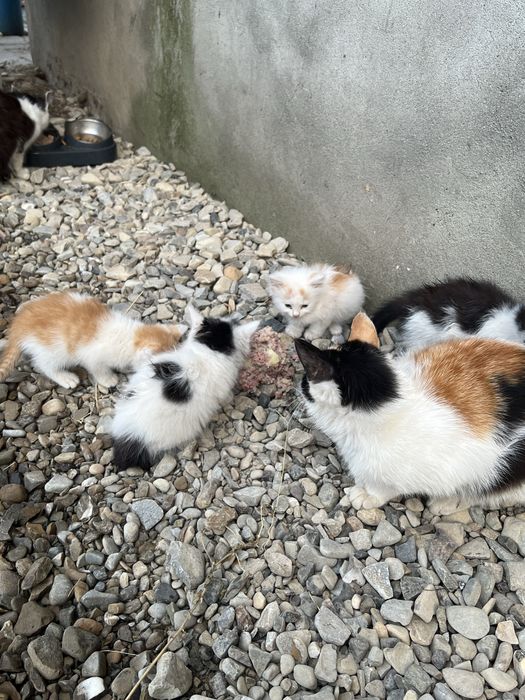 Віддам в добрі руки котиків