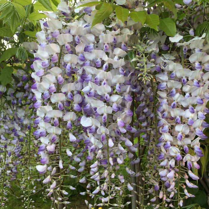 Wisteria kwitnaca