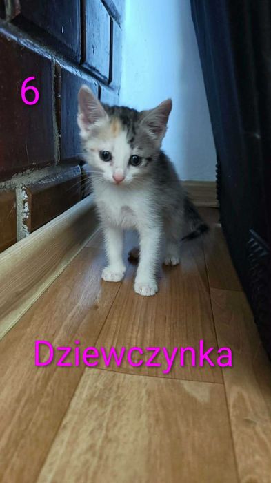 Kotki szukają domu.
