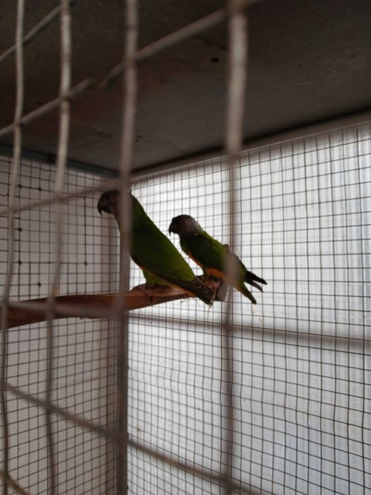 casal de papagaios do senegal 2020