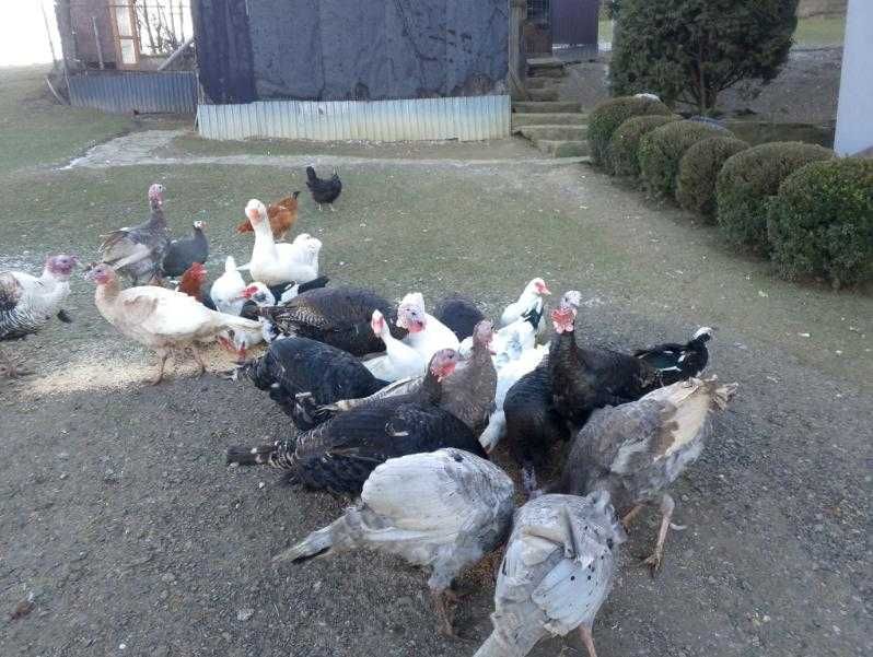 Sprzedam indyki staropolskie