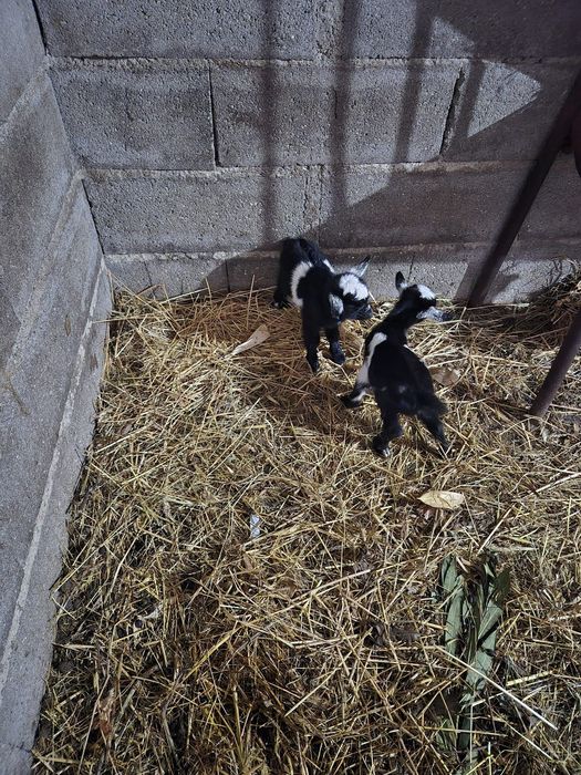 Cabras anãs boa qualidade