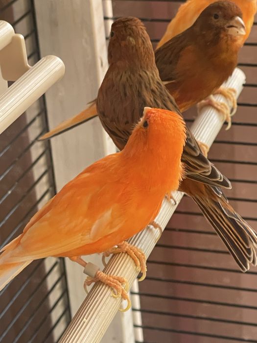 Канарейки самці і самки