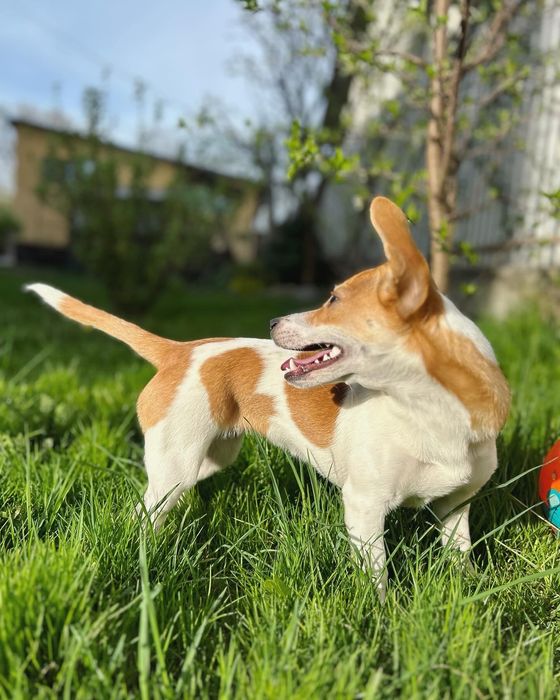 Порода Джек-Рассел 6 місяців