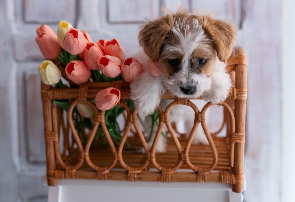 Piękna Suczka Jack Russell Terrier HONOKA , FCI , ZKwP!