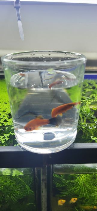 Mieczyki mix odbiór osobisty