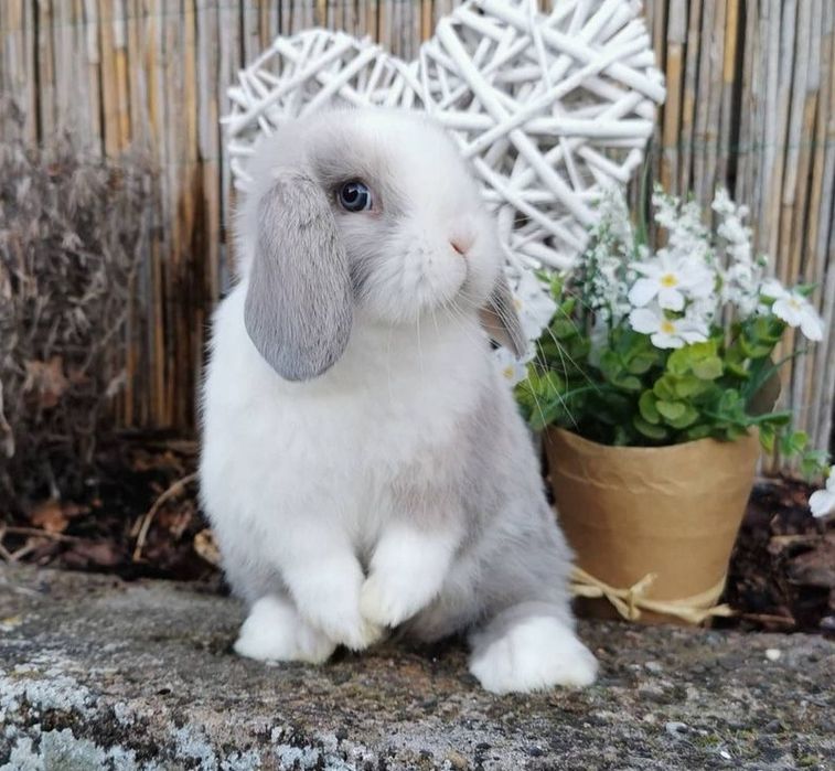 KIT Coelhos anões orelhudos, mini lop super inteligentes e dóceis