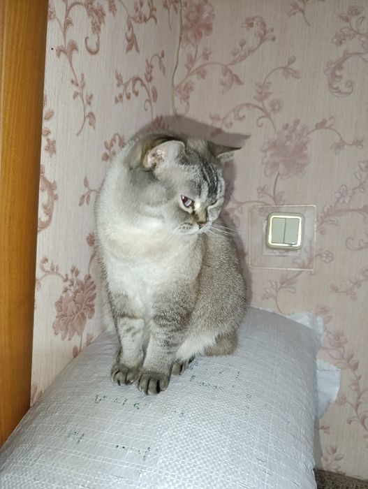 Страшнее кошки зверя нет)))