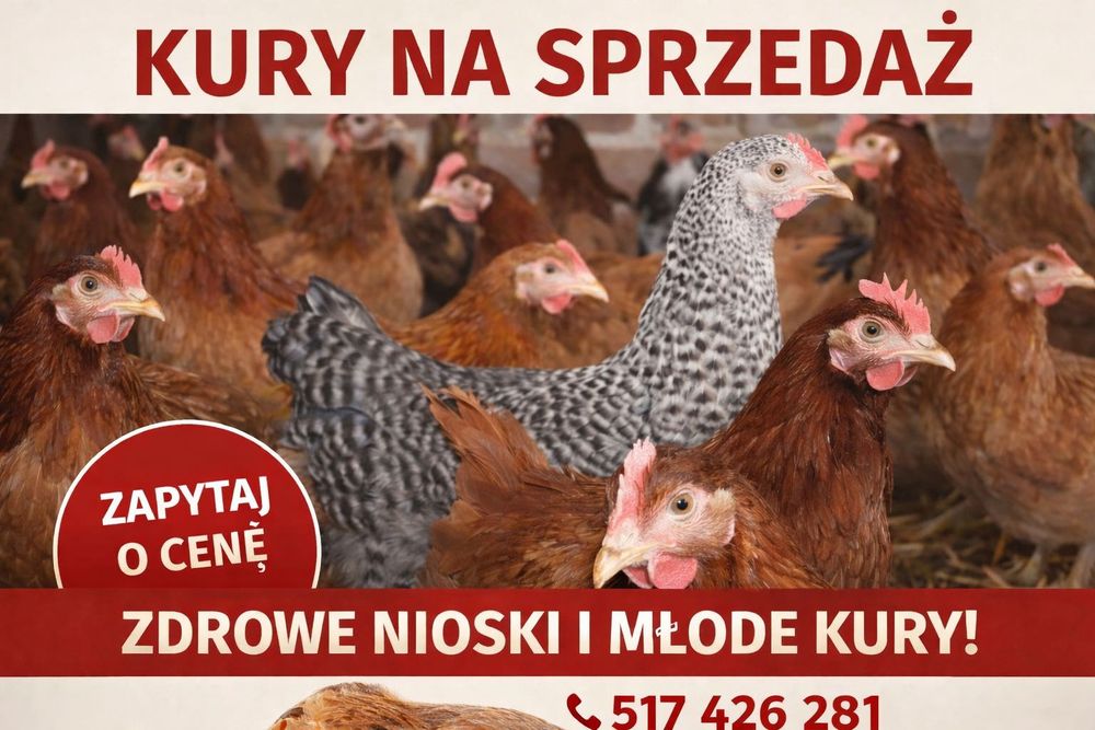 Sprzedam kury, kurczeta, nioski, zaszczepione, dowóz