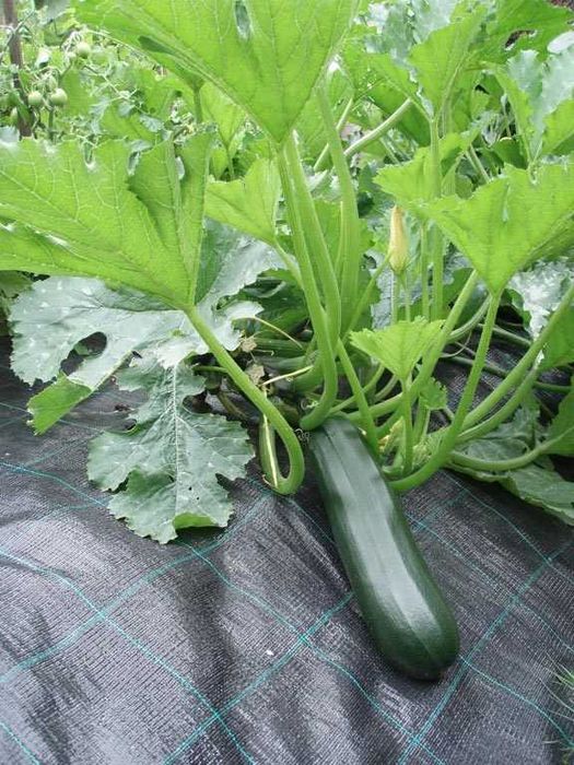 Агротканина чорна 70 г/м². Ширина 0.4м, 0.6м, 0.8м, 1.1м, 1.6м, 3.2м