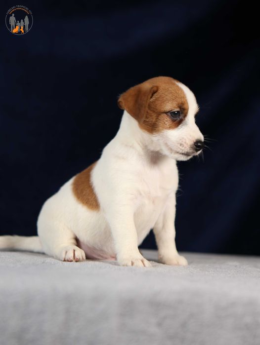 Jack Russell Terrier ZKwP FCI piękny piesek k.włos