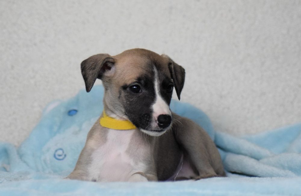 Chart Angielski Whippet ZKwP/FCI