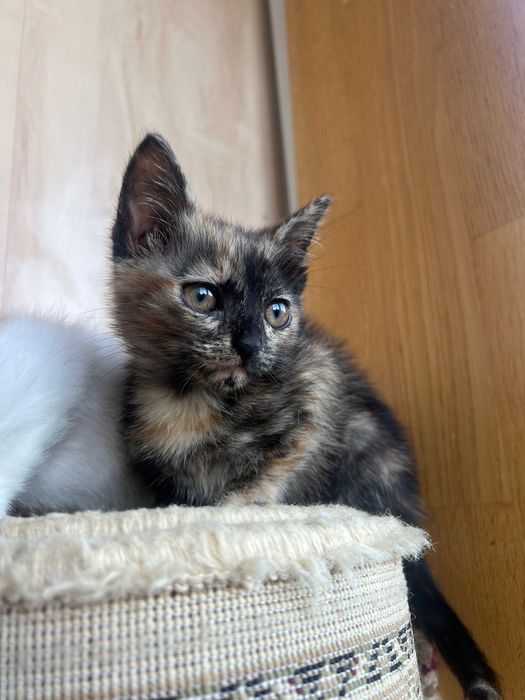 Маленька киця шукає дім