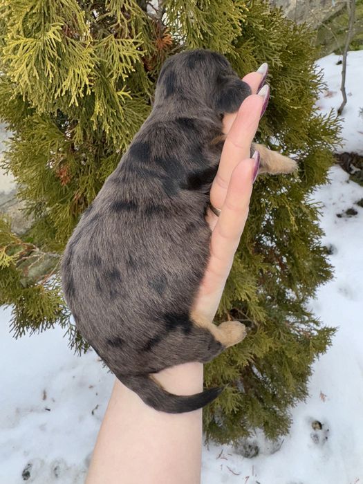 Довгошерстна дівчинка таксуля поки бронь