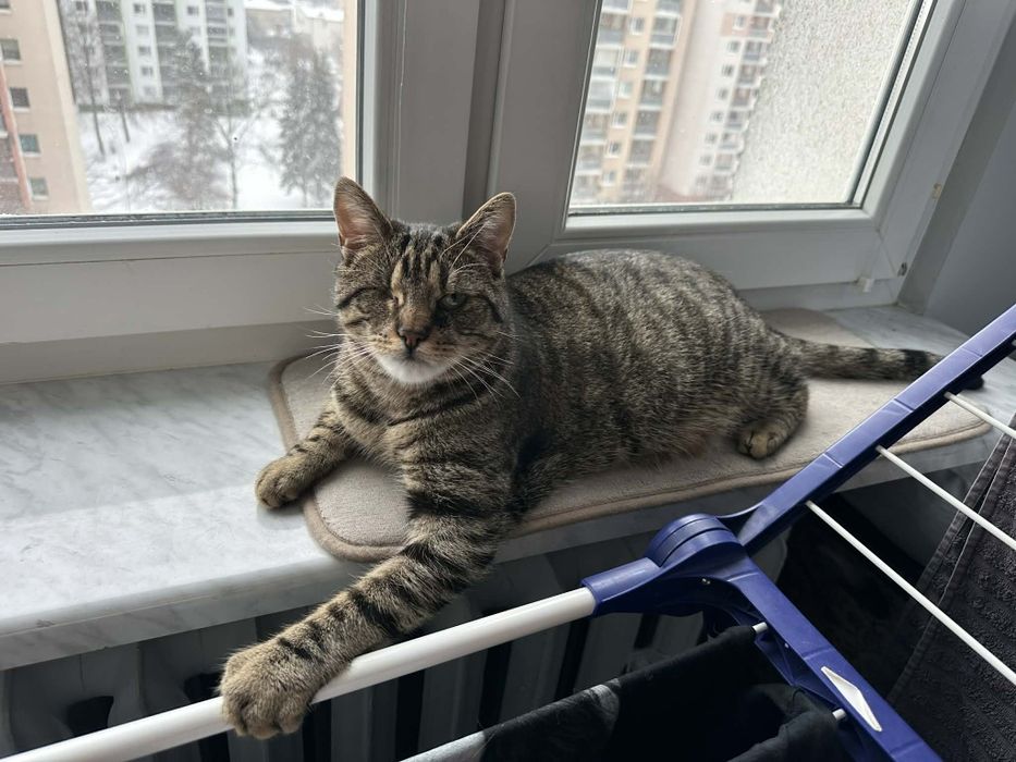 Jerry FeLV + szuka domu