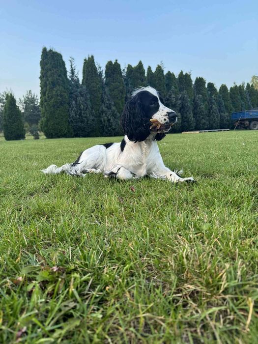 Reproduktor rasy cocker spaniel