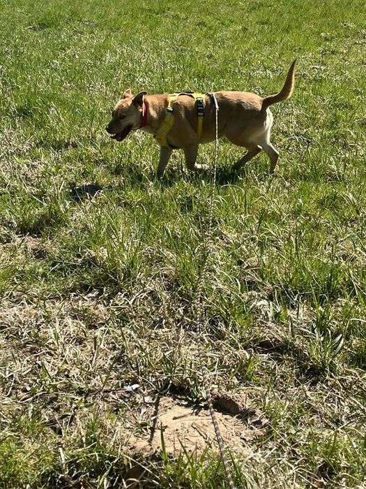 w typie staffika szuka domu