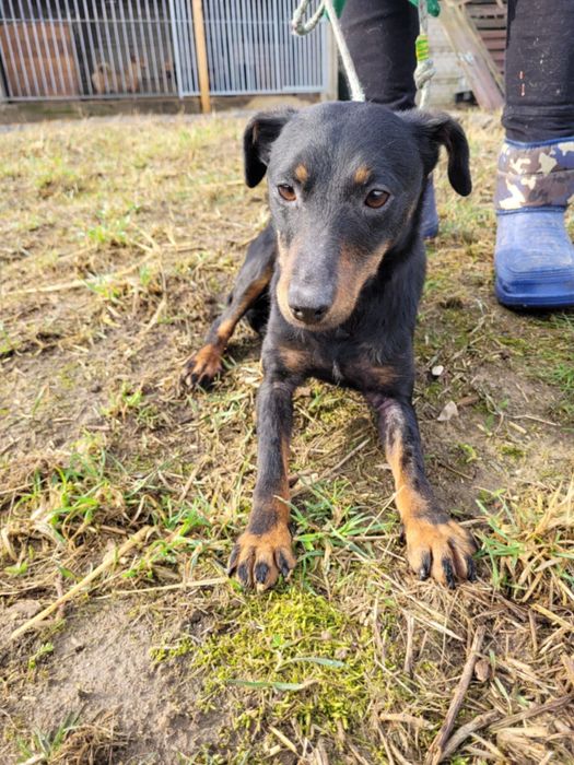 KOLA - mimo strachu, łagodna i cicha