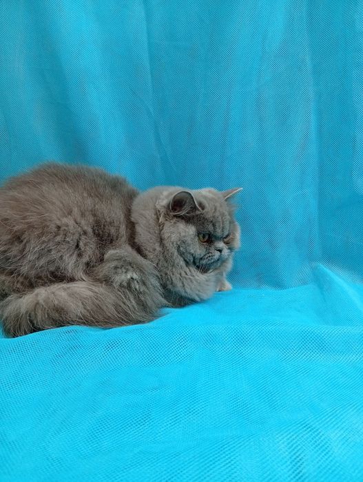 Киця Хайленд прямовуха