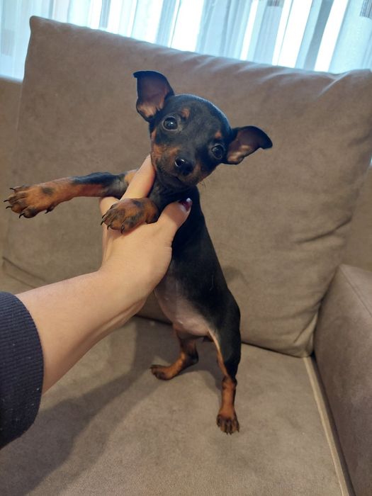 Цвергпінчер міні доберман