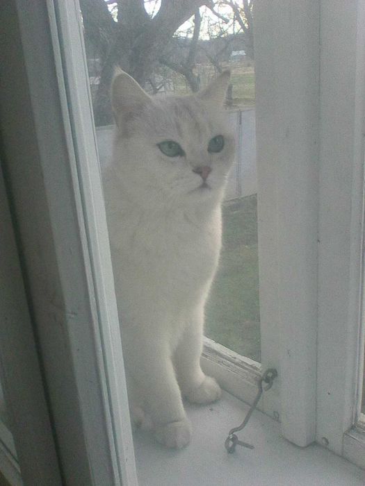 Доросла кішка срібна шиншила