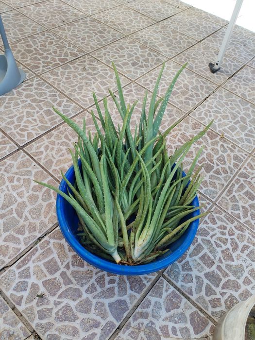 Aloé vera biológico