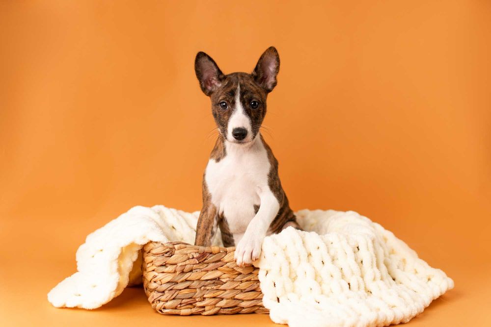 Дівчинка басенджі тигрового забарвлення