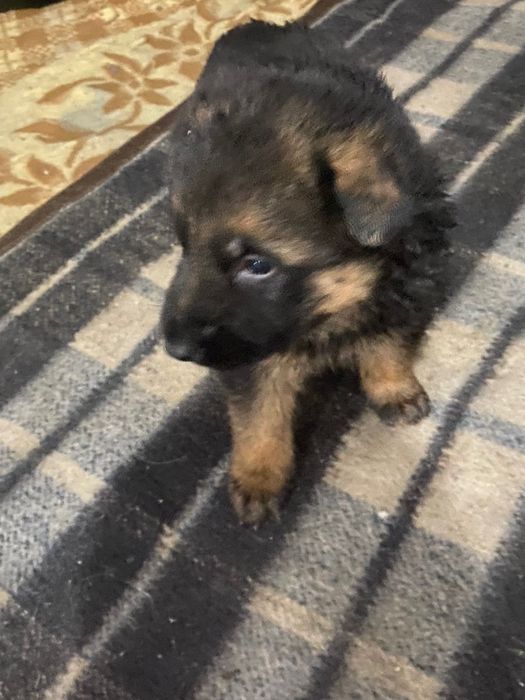 Pastor alemáo puros