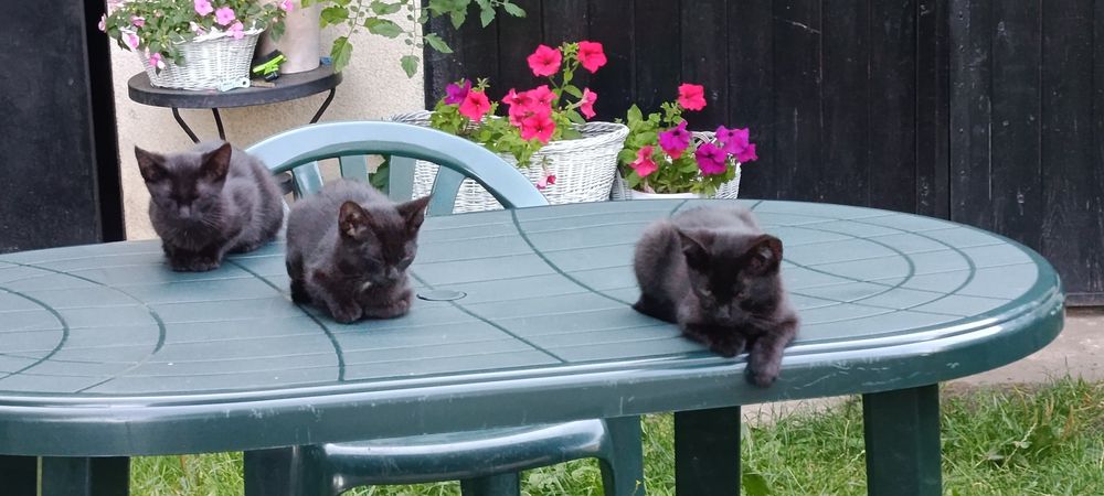 Cudowne 3  kocięta do adopcji