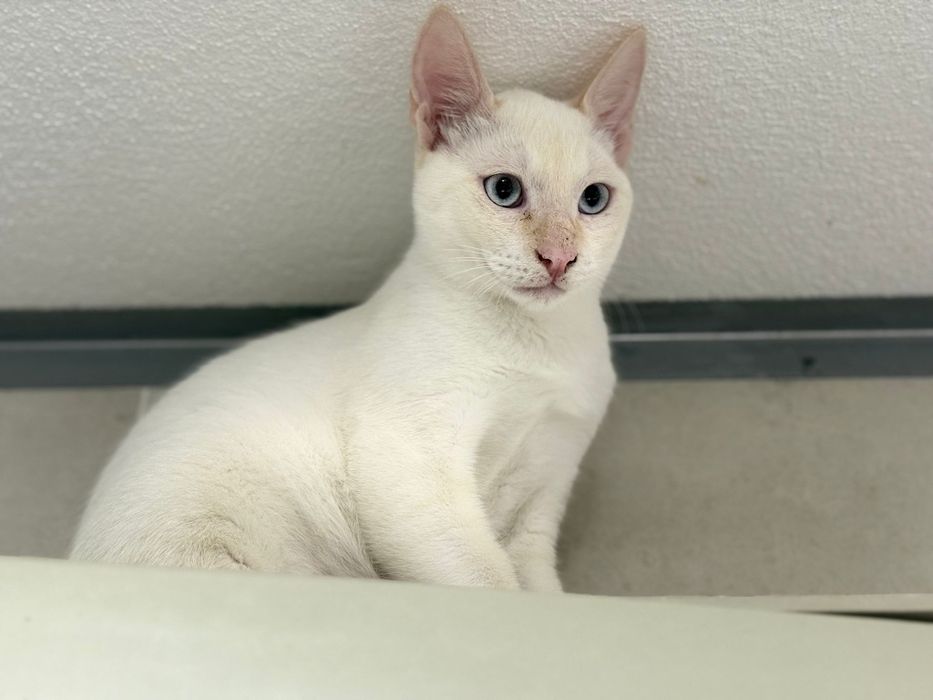 Fabrício, para adoção