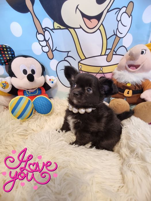 Chihuahua macho de pêlo longo com Pedigree e afixo